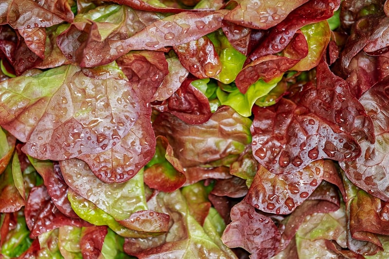 Food Diversity